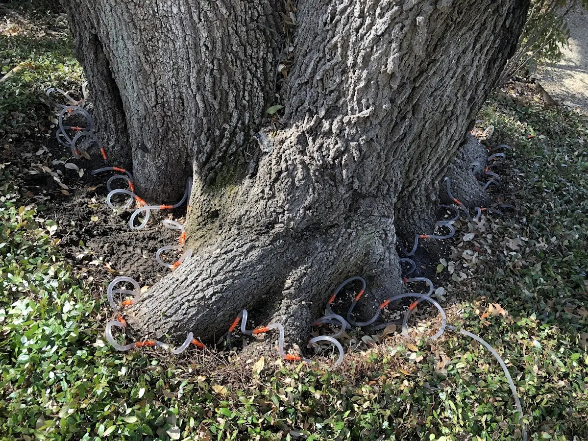 Detailed Tree Cabling and Bracing job site in Marion Station