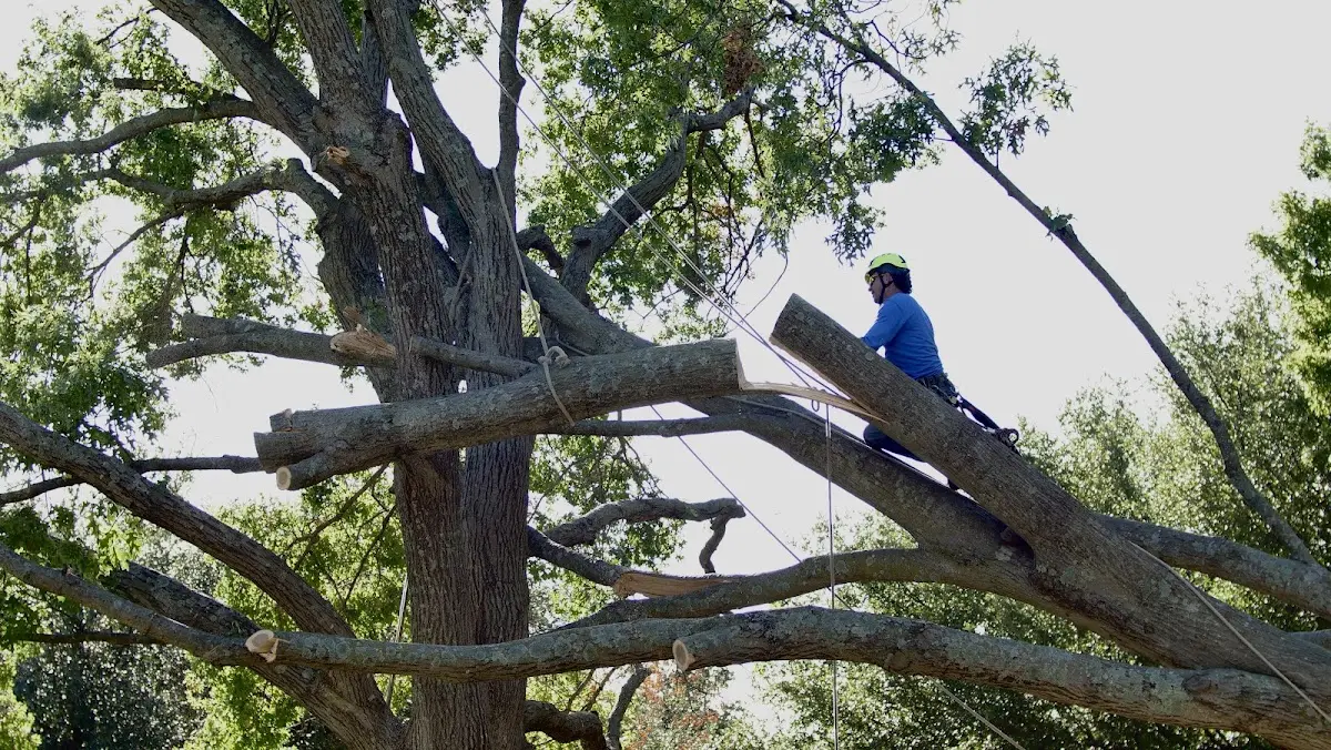 Professional Hazardous Tree Removal performed by certified arborists in Marion Station